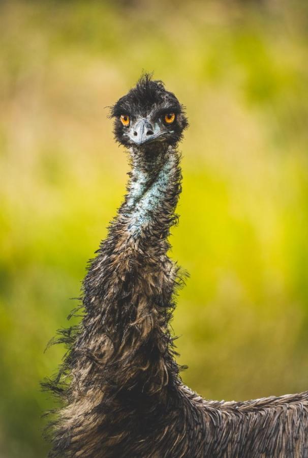 Wild Nature Lodge, Mareeba Wetlands Biboohra エクステリア 写真