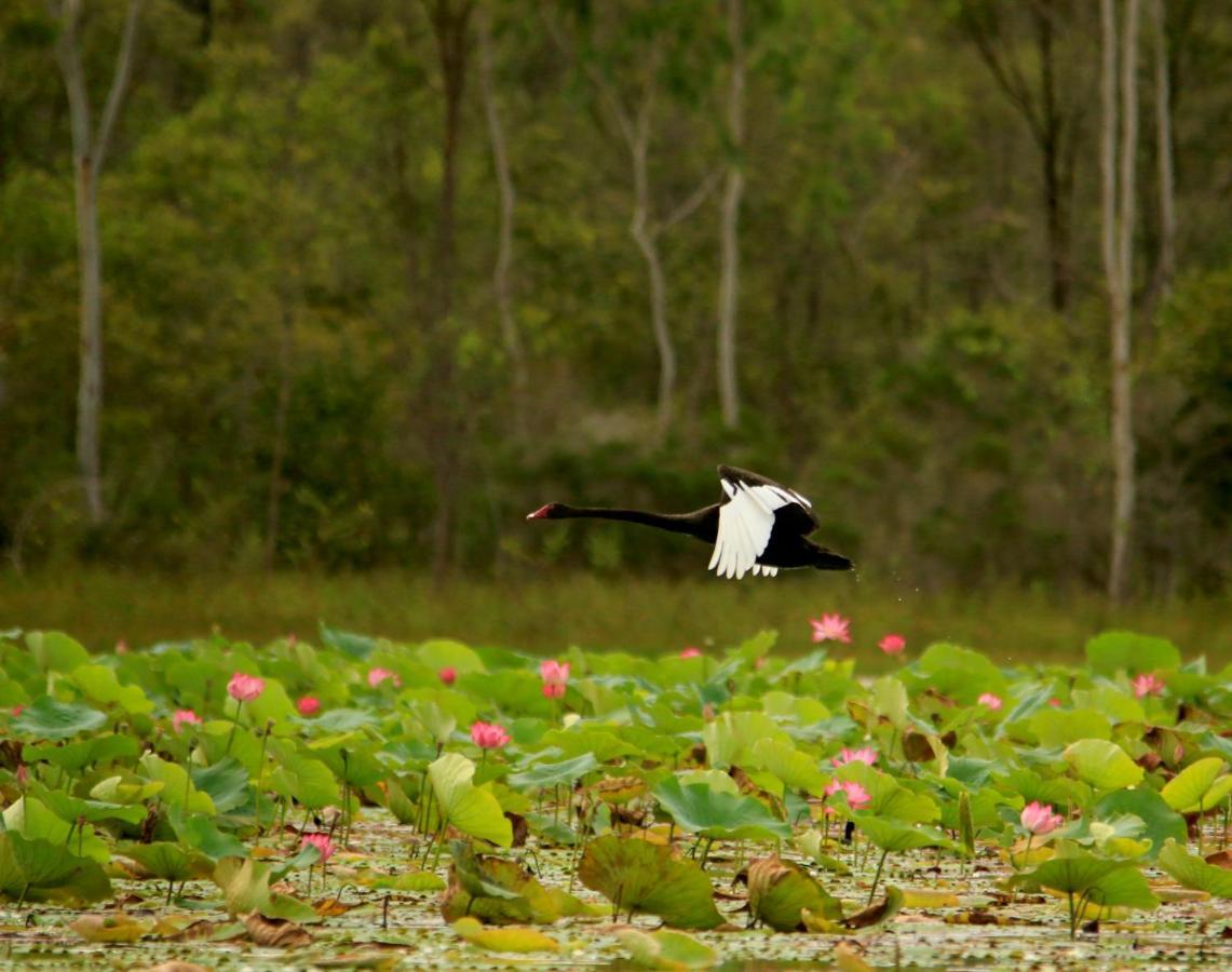 Wild Nature Lodge, Mareeba Wetlands Biboohra エクステリア 写真