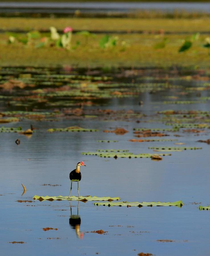 Wild Nature Lodge, Mareeba Wetlands Biboohra エクステリア 写真
