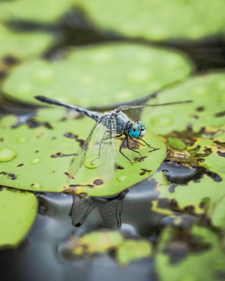 Wild Nature Lodge, Mareeba Wetlands Biboohra エクステリア 写真